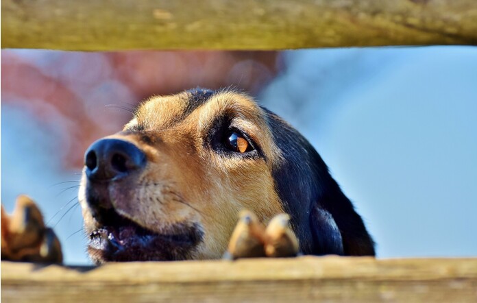 Signs of separation anxiety in dogs