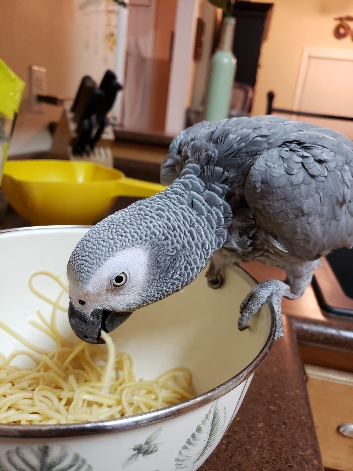 Best Food for African Grey Parrot Complete Diet Care Pettitudes