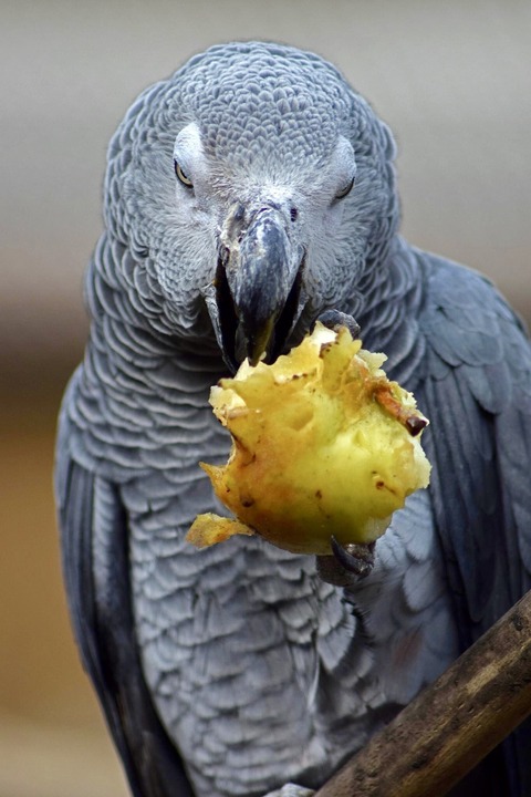 Vitamins for African Grey Parrots