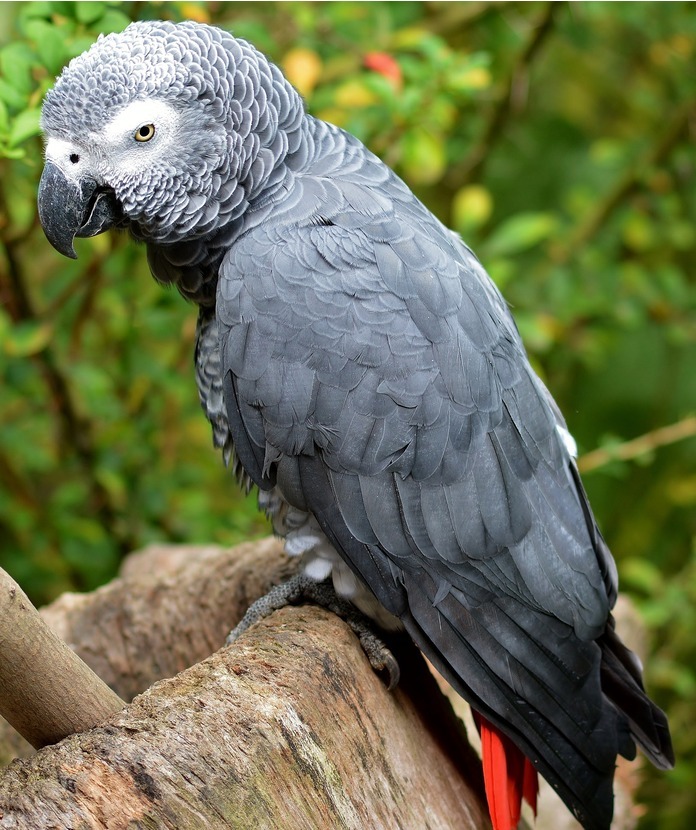 african grey parrot