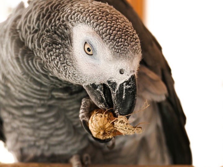 Best diet for parrots