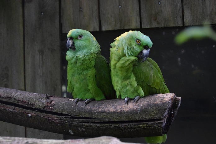 amazon parrots