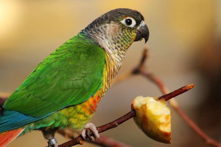best healthy food for conure
