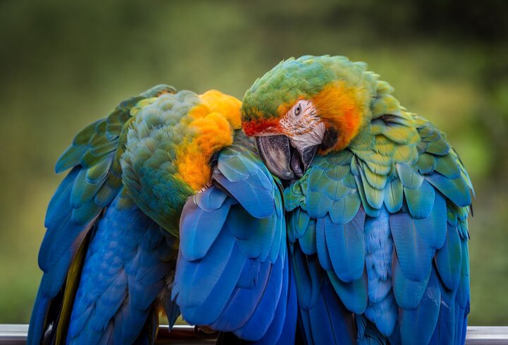 talking parrot breeds