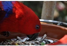 best seeds for parrots