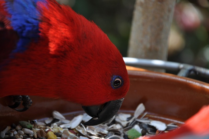best seeds for parrots