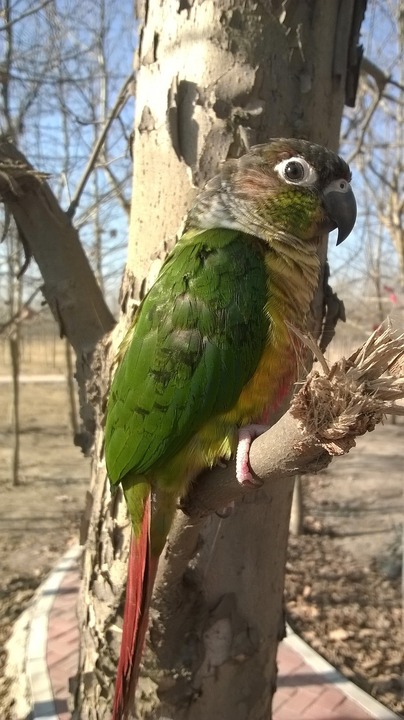 fat green cheek conure