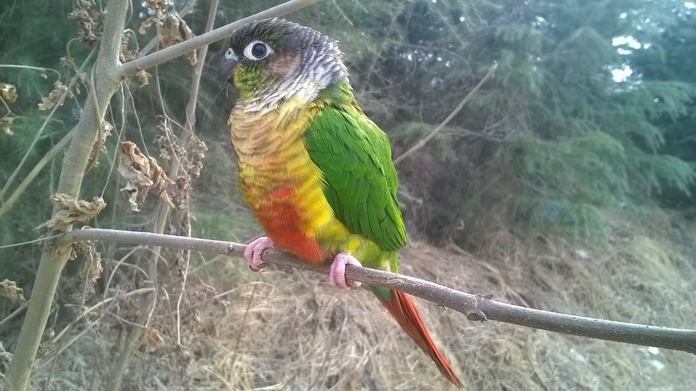 green cheek conure in the wild