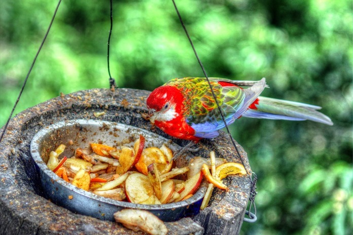 quaker parrot pellet diet