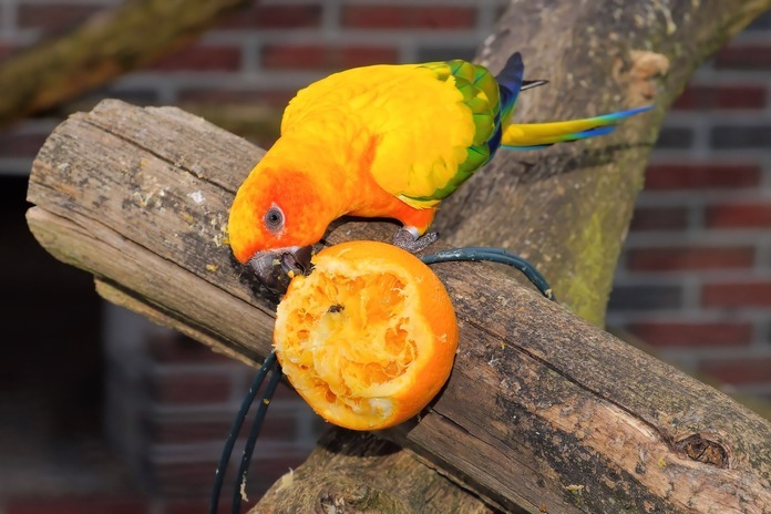 conure eating fresh fruit