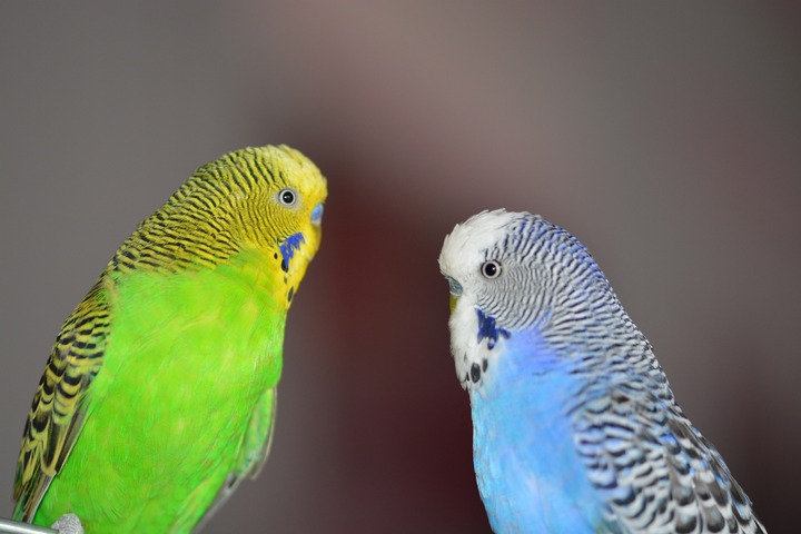 Budgerigars parrots
