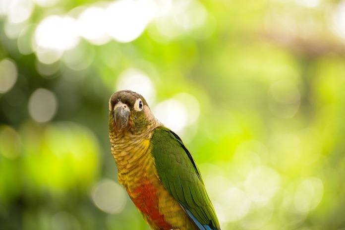 green cheek conure diet