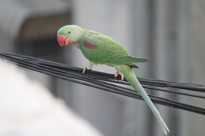 Indian ringneck parakeet parrot