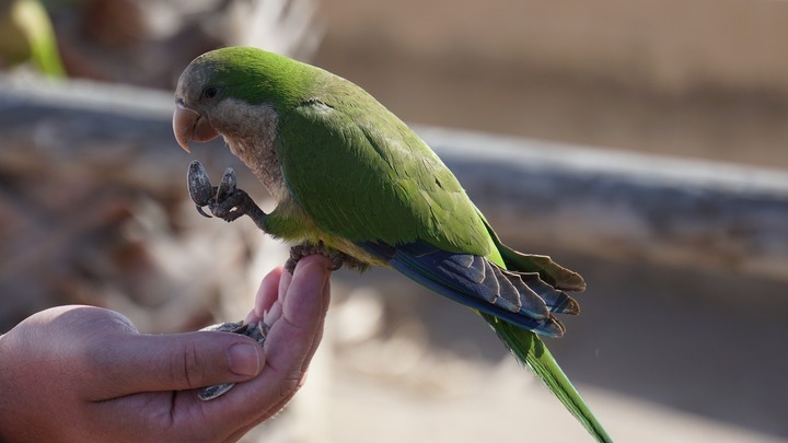 quaker parrot diet and nutrition