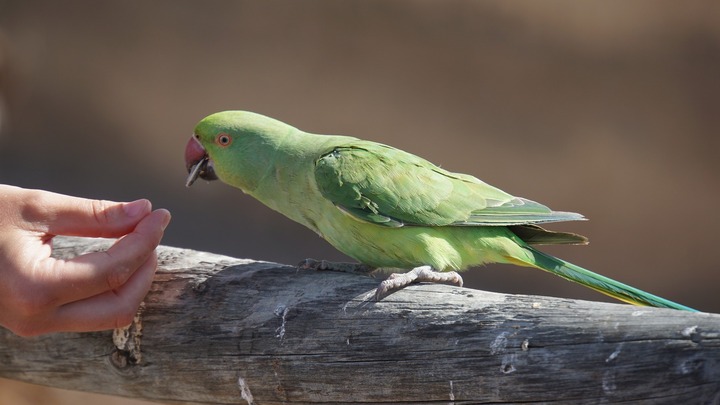 safe seeds for parrots