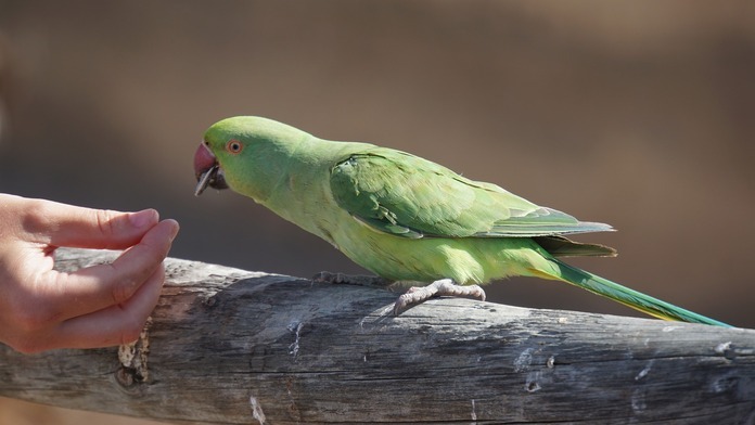 safe seeds for birds