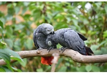 best food for african grey parrot