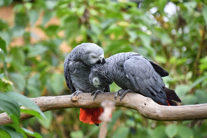 best food for african grey parrot