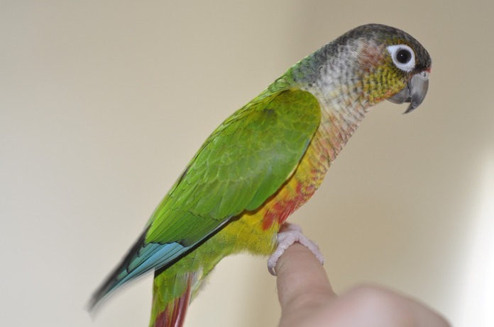 green cheek conure breeding diet