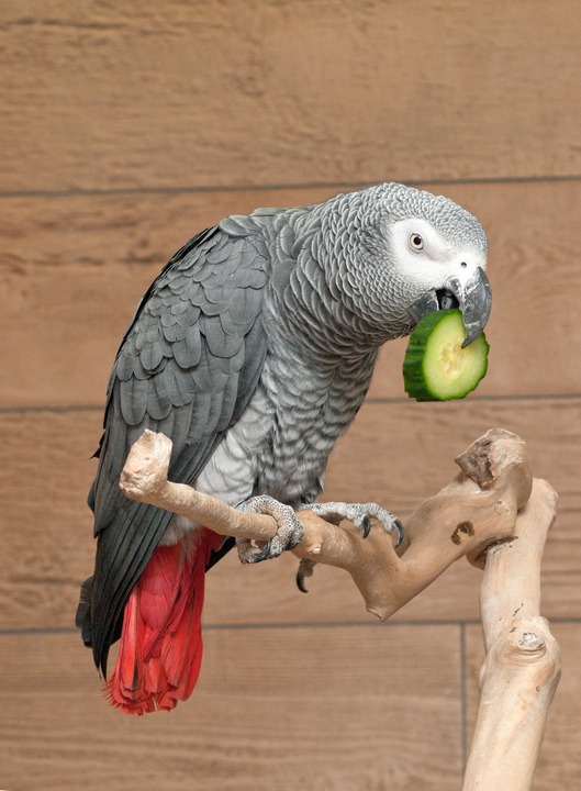 Fresh Vegetables and Fruits for African Grey Parrot