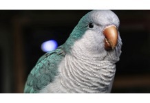 best food for qauker parrots