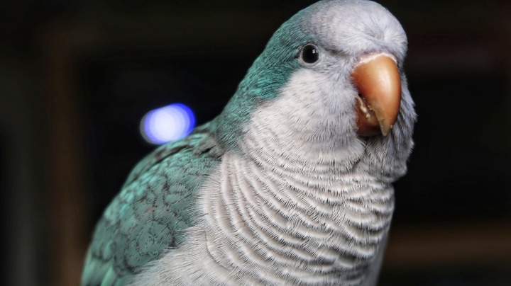 best food for quaker parrots