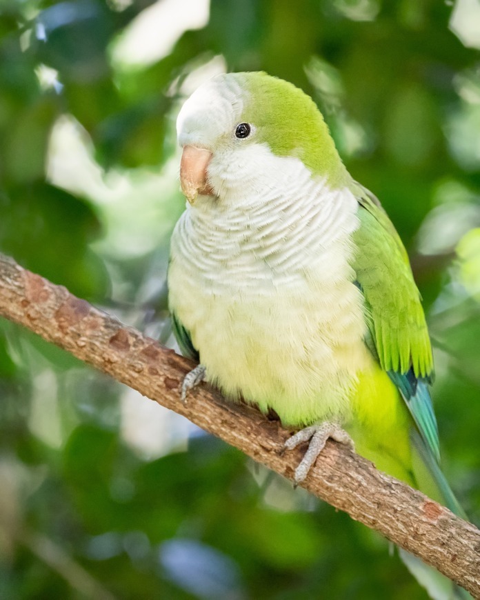 quaker parrots