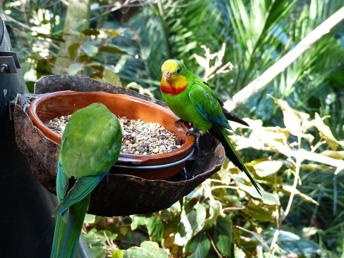 quaker parrot food